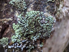 Phaeophyscia adiastola