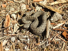Crotalus triseriatus