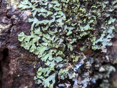 Phaeophyscia adiastola