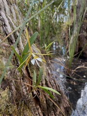 Epidendrum nocturnum