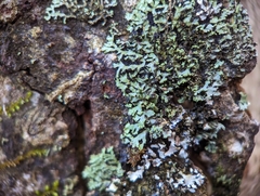 Phaeophyscia adiastola