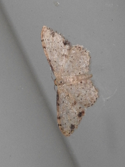 Idaea halmaea