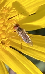 Toxomerus marginatus