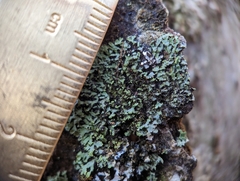 Phaeophyscia adiastola