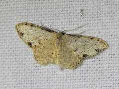 Idaea halmaea