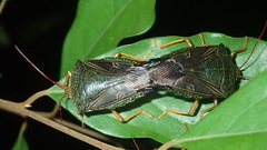 Pygoda irrorata