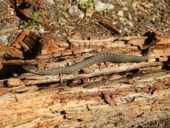 Crotalus triseriatus