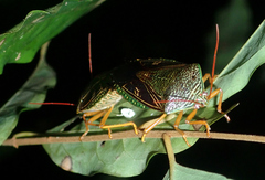 Pygoda irrorata