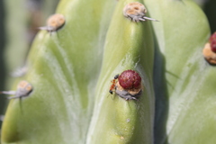 Pseudomyrmex gracilis