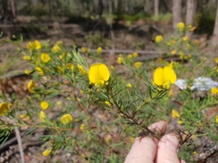 Gompholobium virgatum