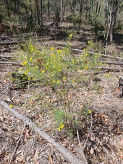 Gompholobium virgatum