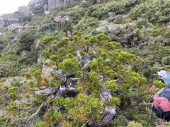 Athrotaxis selaginoides