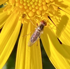 Toxomerus marginatus