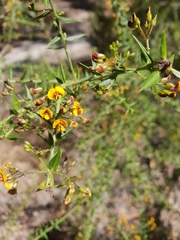 Daviesia umbellulata