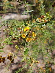Daviesia umbellulata