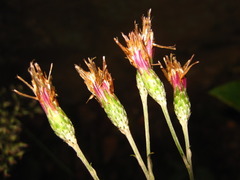 Saussurea