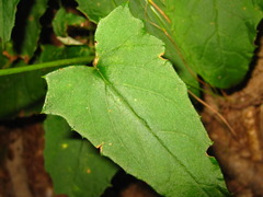 Saussurea