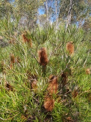 Banksia collina