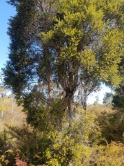 Melaleuca sieberi