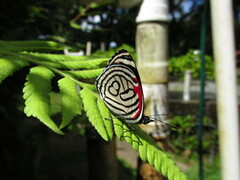 Diaethria candrena