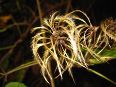 Clematis trichotoma