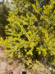 Melaleuca sieberi
