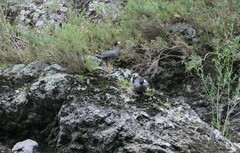 Hymenolaimus malacorhynchos