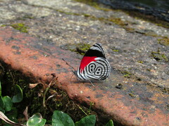 Diaethria clymena