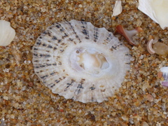 Scutellastra peronii