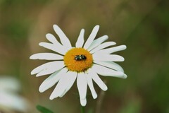 Astylus sexmaculatus