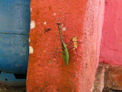 Pseudovates spinicollis