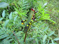 Zoniopoda tarsata