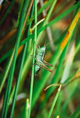Conocephalus semivittatus