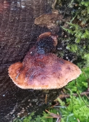 Amylocystis lapponica