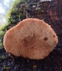 Amylocystis lapponica