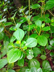 Peperomia glabella