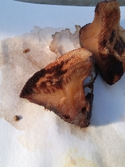 Amylocystis lapponica