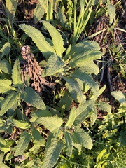 Salvia spathacea