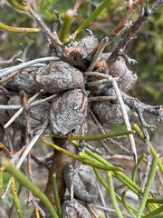 Hakea epiglottis