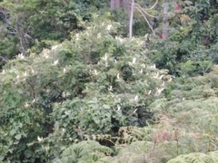 Bauhinia forficata