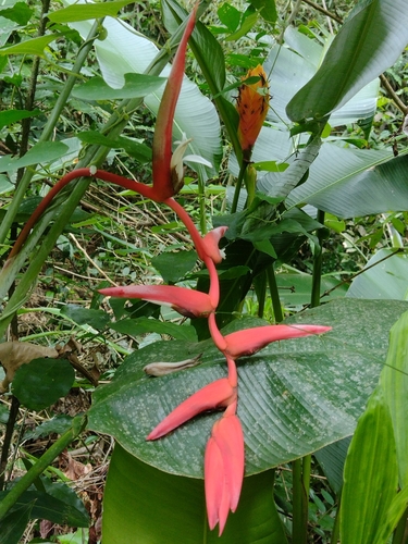 Heliconia pendula, photograph 1