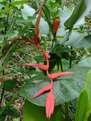 Lucas Kaminski, CC BY, iNaturalist via GBIF Heliconia pendula, photograph Lucas Kaminski, CC BY, iNaturalist via GBIF