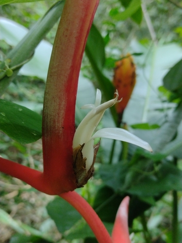 Heliconia pendula, photograph 2