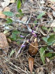 Apteria aphylla