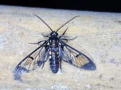 Cosmosoma xanthosticta