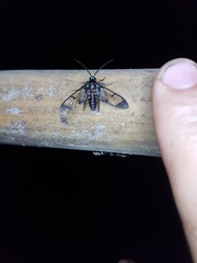 Cosmosoma xanthosticta