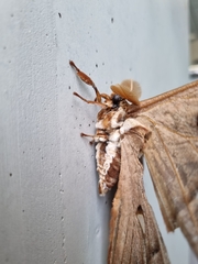 Coscinocera hercules