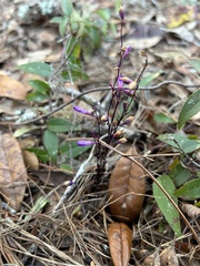Apteria aphylla