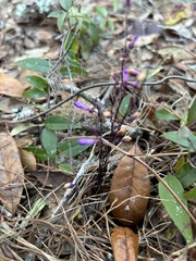Apteria aphylla