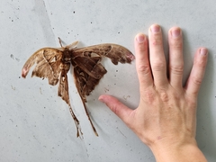 Coscinocera hercules